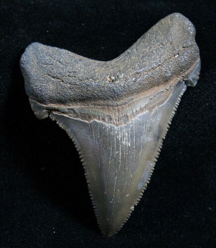 / Curved Angustiden Tooth - Pre Megalodon #4405